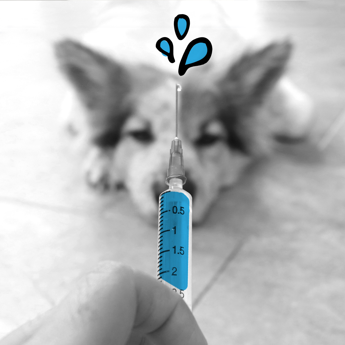 Does Your Dog Need a Flu Shot?